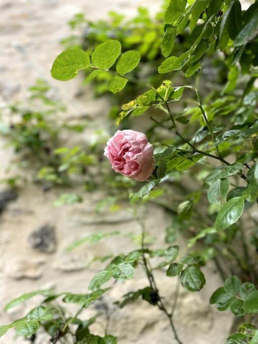 O Bonheurs Simples D'ecorsaint Il Etait Fois